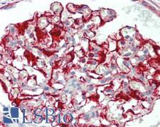 CHRM1 / M1 Antibody - Human Kidney: Formalin-Fixed, Paraffin-Embedded (FFPE)