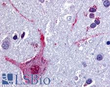 CHRM3 / M3 Antibody - Anti-CHRM3 / M3 antibody IHC of human brain, cortex. Immunohistochemistry of formalin-fixed, paraffin-embedded tissue after heat-induced antigen retrieval.
