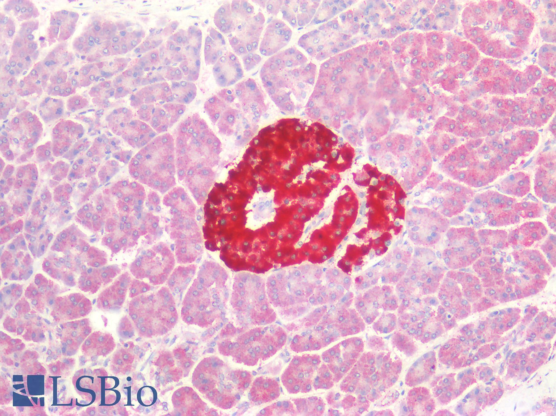 CHRNA7 Antibody - Human Pancreas: Formalin-Fixed, Paraffin-Embedded (FFPE)