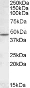 CHRNB2 Antibody - CHRNB2 antibody (1 ug/ml) staining of Human Cerebellum lysate (35 ug protein/ml in RIPA buffer). Primary incubation was 1 hour. Detected by chemiluminescence.