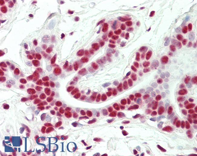 CHTOP / FOP Antibody - Anti-CHTOP / FOP antibody IHC staining of human breast. Immunohistochemistry of formalin-fixed, paraffin-embedded tissue after heat-induced antigen retrieval. Antibody concentration 10 ug/ml.