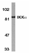 CHUK / IKKA / IKK Alpha Antibody - Western blot of IKKa in HeLa whole cell lysate with IKKa antibody at 1:1000 dilution.