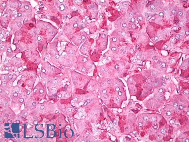Chymotrypsin Antibody - Anti-Chymotrypsin antibody IHC of human pancreas. Immunohistochemistry of formalin-fixed, paraffin-embedded tissue after heat-induced antigen retrieval. Antibody dilution 1:100.