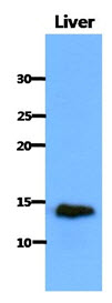 CISD1 Antibody - Western Blot: The extract of Mouse liver (40 ug) were resolved by SDS-PAGE, transferred to PVDF membrane and probed with anti-human CISD1 antibody (1:1000). Proteins were visualized using a goat anti-mouse secondary antibody.