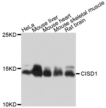 CISD1 Antibody - Western blot analysis of extracts of various cell lines, using CISD1 antibody at 1:1000 dilution. The secondary antibody used was an HRP Goat Anti-Rabbit IgG (H+L) at 1:10000 dilution. Lysates were loaded 25ug per lane and 3% nonfat dry milk in TBST was used for blocking. An ECL Kit was used for detection and the exposure time was 10s.