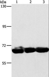 CKAP4 Antibody - Western blot analysis of 293T, hepG2 and A549 cell, using CKAP4 Polyclonal Antibody at dilution of 1:750.