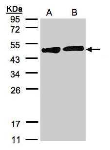 CKB / Creatine Kinase BB Antibody - Sample (30 ug of whole cell lysate). A: H1299, B: HeLa S3. 12% SDS PAGE. CKB / CKBB antibody diluted at 1:1000