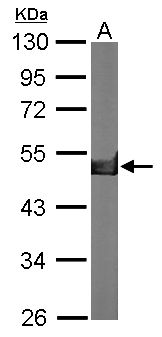 CKB / Creatine Kinase BB Antibody - Sample (50 ug of whole cell lysate). A: Mouse brain. 10% SDS PAGE. CKB / CKBB antibody diluted at 1:10000.