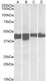 CKM / Creatine Kinase MM Antibody - CKM antibody (0.01 ug/ml) staining of Human (A, C) and Mouse (B, D) Skeletal Muscle (A, B) and Heart (C, D) lysates (35 ug protein in RIPA buffer). Primary incubation was 1 hour. Detected by chemiluminescence.