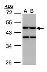 CKMT1B Antibody - Sample (30 ug whole cell lysate). A: H1299, B: HeLa S3. 10% SDS PAGE. CKMT1B antibody diluted at 1:1000