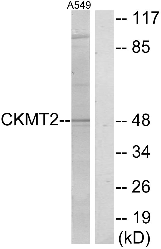 CKMT2 Antibody - Western blot analysis of lysates from A549 cells, using CKMT2 Antibody. The lane on the right is blocked with the synthesized peptide.
