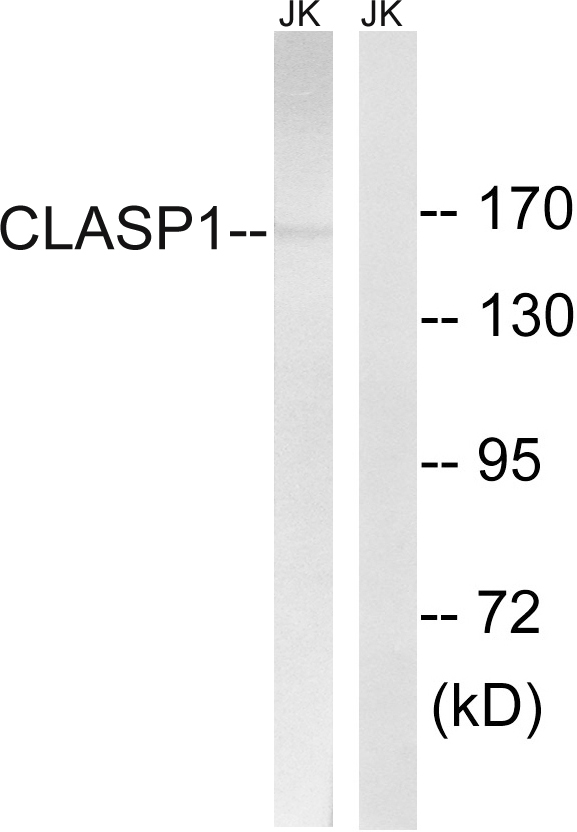 CLASP1 Antibody - Western blot analysis of lysates from Jurkat cells, using CLASP1 Antibody. The lane on the right is blocked with the synthesized peptide.