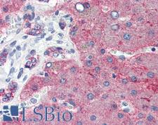 CLDN1 / Claudin 1 Antibody - Anti-CLDN1 / Claudin 1 antibody IHC of human liver. Immunohistochemistry of formalin-fixed, paraffin-embedded tissue after heat-induced antigen retrieval. Antibody concentration 5 ug/ml.