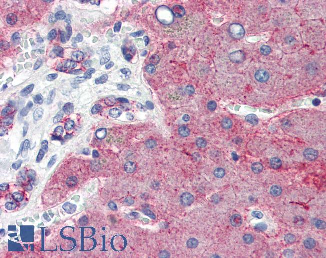 CLDN1 / Claudin 1 Antibody - Anti-CLDN1 / Claudin 1 antibody IHC of human liver. Immunohistochemistry of formalin-fixed, paraffin-embedded tissue after heat-induced antigen retrieval. Antibody concentration 5 ug/ml.
