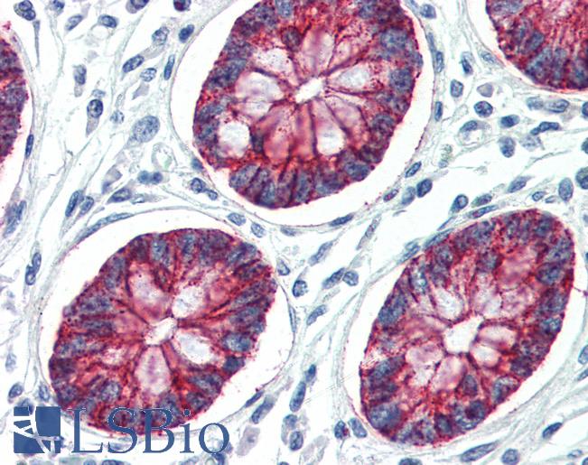 CLDN1 / Claudin 1 Antibody - Anti-CLDN1 / Claudin 1 antibody IHC of human colon. Immunohistochemistry of formalin-fixed, paraffin-embedded tissue after heat-induced antigen retrieval. Antibody concentration 10 ug/ml.