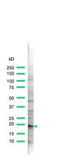 CLDN1 / Claudin 1 Antibody - Western blot of CLDN1 / Claudin 1 antibody