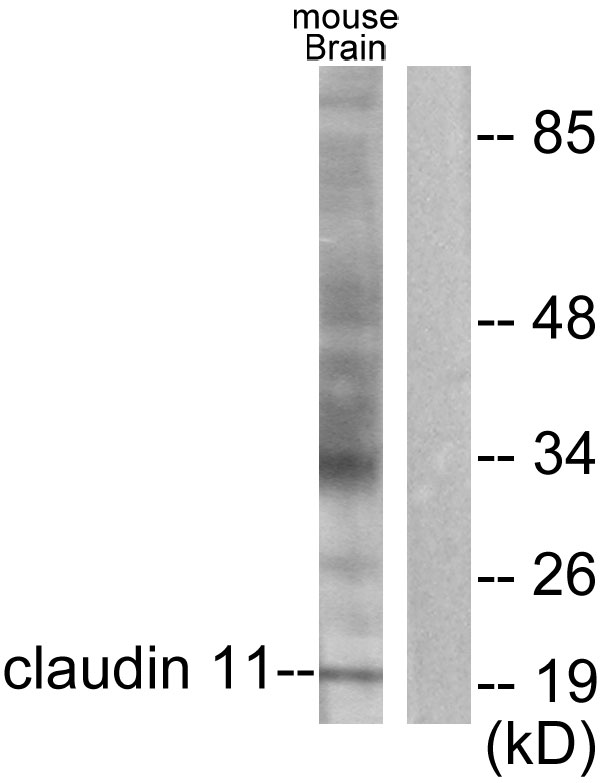 CLDN11 / Claudin 11 Antibody - Western blot analysis of lysates from mouse brain, using Claudin 11 Antibody. The lane on the right is blocked with the synthesized peptide.