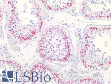 CLDN11 / Claudin 11 Antibody - Human Testis: Formalin-Fixed, Paraffin-Embedded (FFPE)