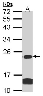 CLDN14 / Claudin 14 Antibody - Sample (30 ug of whole cell lysate). A: Hela, B: Hep G2 . 12% SDS PAGE. Claudin 14 antibody diluted at 1:1000.