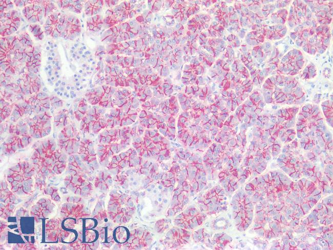 CLDN4 / Claudin 4 Antibody - Human Pancreas: Formalin-Fixed, Paraffin-Embedded (FFPE)