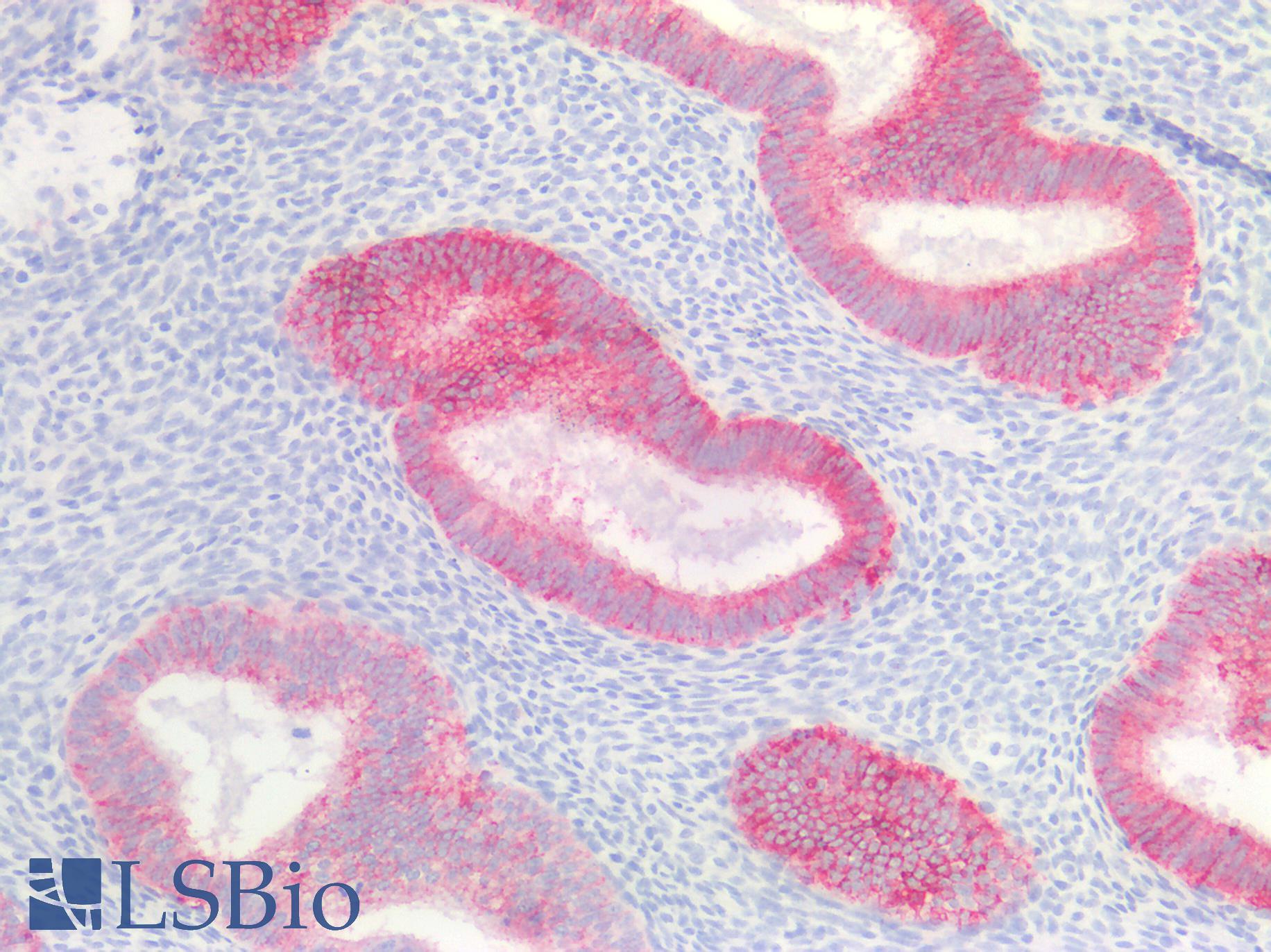 CLDN4 / Claudin 4 Antibody - Human Uterus: Formalin-Fixed, Paraffin-Embedded (FFPE)