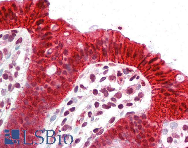CLDN4 / Claudin 4 Antibody - Anti-CLDN4 / Claudin 4 antibody IHC staining of human colon. Immunohistochemistry of formalin-fixed, paraffin-embedded tissue after heat-induced antigen retrieval.