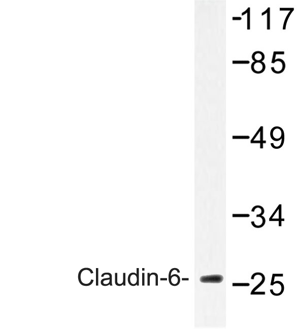 CLDN6 / Claudin 6 Antibody - Western blot analysis of Claudin-6 (V118) antibody in extracts from Jurkat cells.