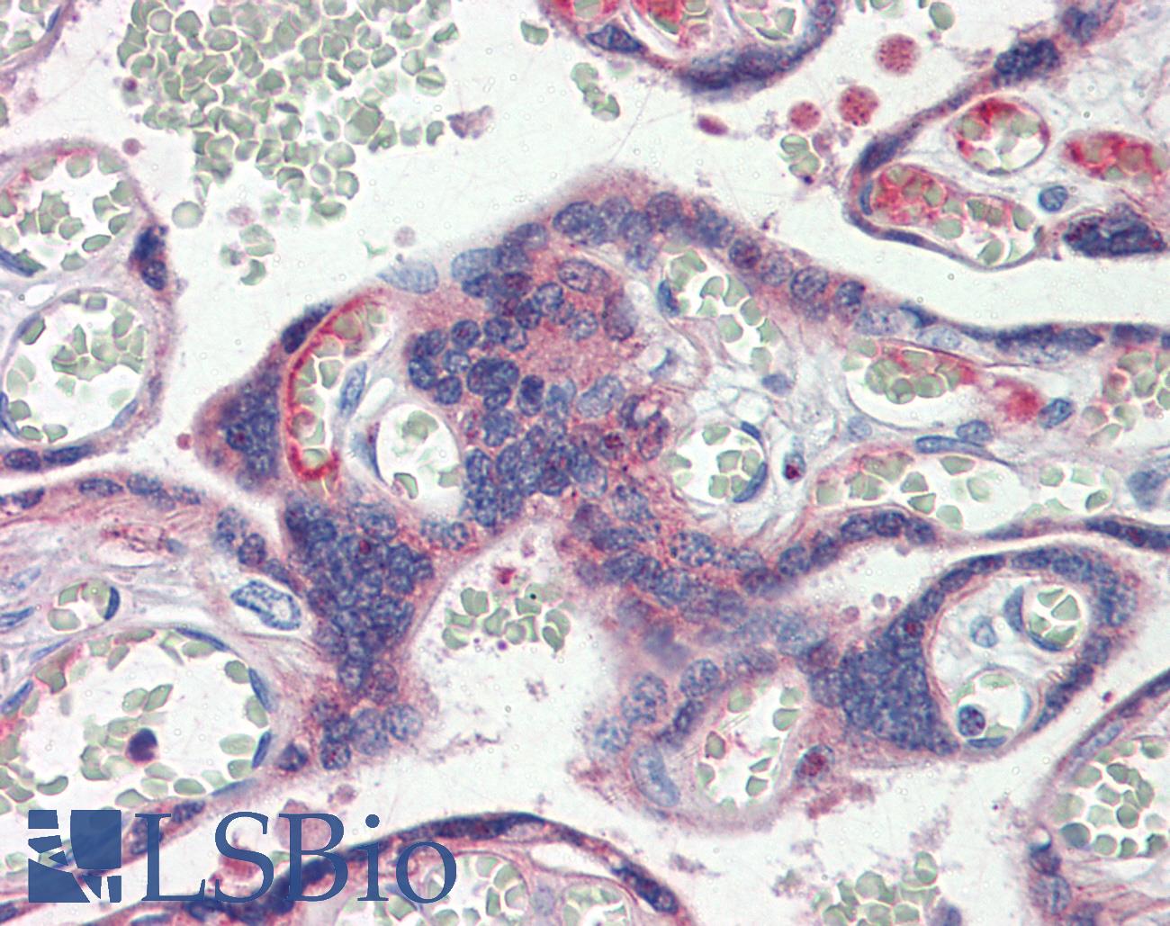 CLDN6 / Claudin 6 Antibody - Anti-CLDN6 / Claudin 6 antibody IHC staining of human placenta. Immunohistochemistry of formalin-fixed, paraffin-embedded tissue after heat-induced antigen retrieval.