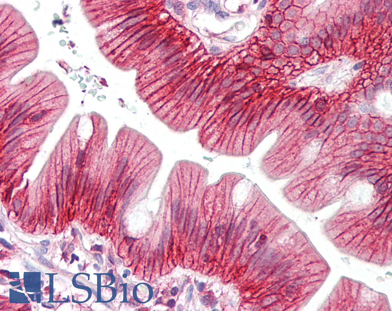 CLDN7 / Claudin 7 Antibody - Anti-CLDN7 / Claudin-7 antibody IHC of human small intestine. Immunohistochemistry of formalin-fixed, paraffin-embedded tissue after heat-induced antigen retrieval. Antibody dilution 1:100.