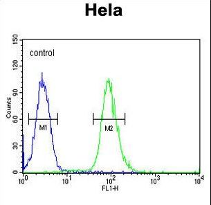 CLDN7 / Claudin 7 Antibody - CLDN7 Antibody flow cytometry of HeLa cells (right histogram) compared to a negative control cell (left histogram). FITC-conjugated goat-anti-rabbit secondary antibodies were used for the analysis.
