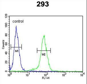CLDN8 / Claudin 8 Antibody - CLDN8 Antibody flow cytometry of 293 cells (right histogram) compared to a negative control cell (left histogram). FITC-conjugated goat-anti-rabbit secondary antibodies were used for the analysis.
