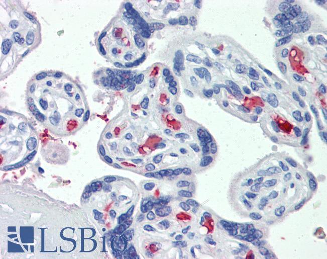 CLEC2D / OCIL / LLT1 Antibody - Anti-CLEC2D antibody IHC of human placenta. Immunohistochemistry of formalin-fixed, paraffin-embedded tissue after heat-induced antigen retrieval. Antibody concentration 3.75 ug/ml.