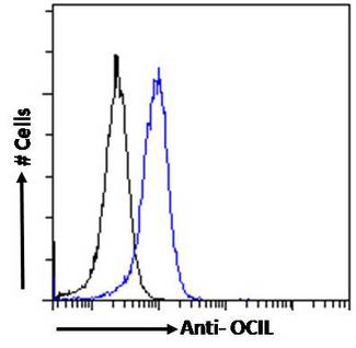 CLEC2D / OCIL / LLT1 Antibody - CLEC2D / OCIL / LLT1 antibody flow cytometric analysis of paraformaldehyde fixed Jurkat cells (blue line), permeabilized with 0.5% Triton. Primary incubation 1hr (10ug/ml) followed by Alexa Fluor 488 secondary antibody (1ug/ml). IgG control: Unimmunized goat IgG (black line) followed by Alexa Fluor 488 secondary antibody.