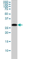 CLIC1 / NCC27 Antibody - CLIC1 monoclonal antibody, clone 2D4 Western blot of CLIC1 expression in HL-60.