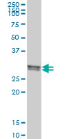 CLIC1 / NCC27 Antibody - CLIC1 monoclonal antibody, clone 3F9 Western blot of CLIC1 expression in 293.