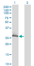 CLIC1 / NCC27 Antibody - Western blot of CLIC1 expression in transfected 293T cell line by CLIC1 monoclonal antibody, clone 3F9.
