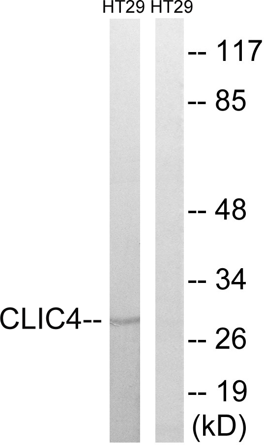 CLIC4 Antibody - Western blot analysis of lysates from HT-29 cells, using CLIC4 Antibody. The lane on the right is blocked with the synthesized peptide.