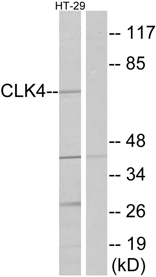 CLK4 Antibody - Western blot analysis of lysates from HT-29 cells, using CLK4 Antibody. The lane on the right is blocked with the synthesized peptide.