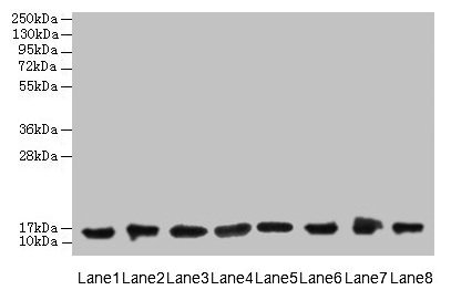 CLP / COTL1 Antibody - Western blot All lanes: COTL1 antibody at 8µg/ml Lane 1: Mouse brain tissue Lane 2: Hela whole cell lysate Lane 3: Mouse kidney tissue Lane 4: HepG2 whole cell lysate Lane 5: Mouse thymus tissue Lane 6: U87 whole cell lysate Lane 7: HL60 whole cell lysate Lane 8: A549 whole cell lysate Secondary Goat polyclonal to rabbit IgG at 1/10000 dilution Predicted band size: 16 kDa Observed band size: 16 kDa