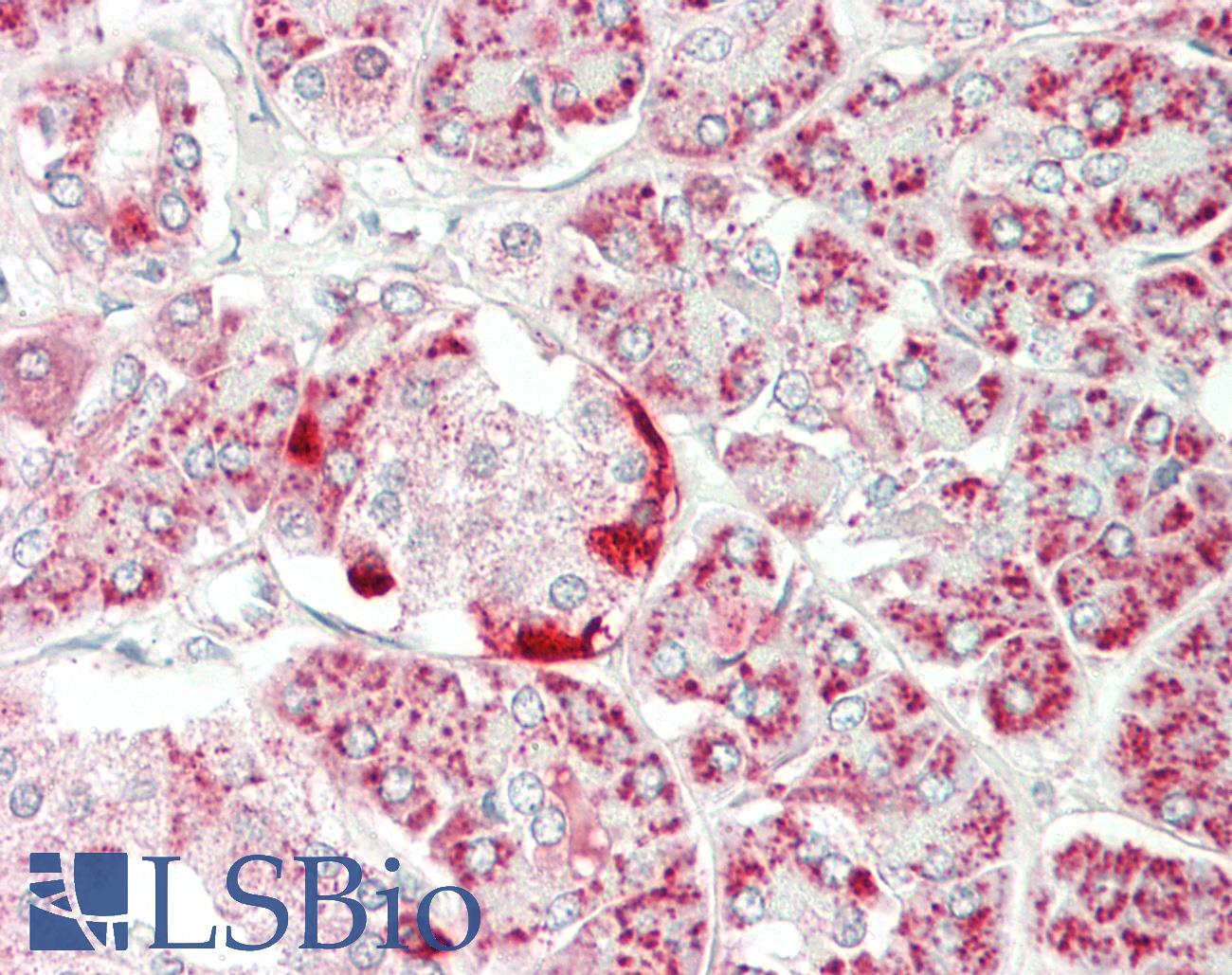 CLPP Antibody - Human Pancreas: Formalin-Fixed, Paraffin-Embedded (FFPE)