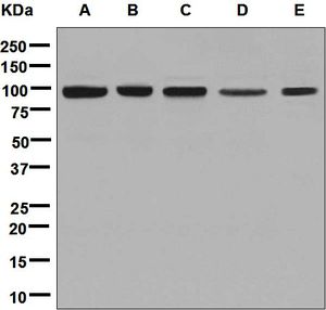 CLPTM1 Antibody - Western blot analysis on (A) HeLa, (B) 293T, (C) U87-MG, (D) HepG2, and (E) Jurkat cell lysates using anti-CLPTM1 antibody.
