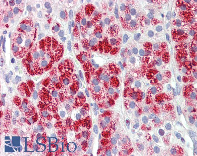 CLTC / Clathrin Heavy Chain Antibody - Anti-CLTC antibody IHC of human adrenal. Immunohistochemistry of formalin-fixed, paraffin-embedded tissue after heat-induced antigen retrieval. Antibody concentration 3.75 ug/ml.