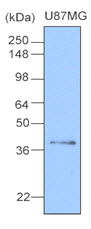 CLU / Clusterin Antibody - Cell lysates of U87 MG(20 ug) were resolved by SDS-PAGE, transferred to NC membrane and probed with anti-human Clusterin (1:1000). Proteins were visualized using a goat anti-mouse secondary antibody conjugated to HRP and aN ECL detection system.