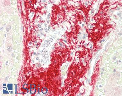 CLU / Clusterin Antibody - Human Liver, Portal Triad: Formalin-Fixed, Paraffin-Embedded (FFPE)