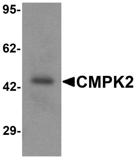 CMPK2 Antibody - Western blot analysis of CMPK2 in rat lung tissue lysate with CMPK2 antibody at 1 ug/ml