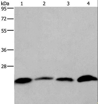 CMTM6 / CKLFSF6 Antibody - Western blot analysis of Human placenta and testis tissue, HeLa and Raji cell, using CMTM6 Polyclonal Antibody at dilution of 1:700.