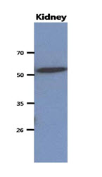 CNDP2 Antibody - Western blot of mouse kidney extracts, antibody at a 1:1000 dilution