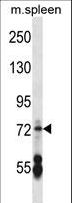 CNGA2 Antibody - CNGA2 Antibody western blot of mouse spleen tissue lysates (35 ug/lane). The CNGA2 antibody detected the CNGA2 protein (arrow).