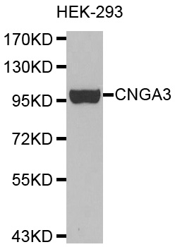 CNGA3 Antibody - Western blot analysis of HEK-293 extracts, using CNGA3 antibody. 
