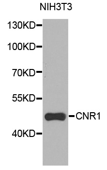 CNR1 / CB1 Antibody - Western blot analysis of extracts of NIH3T3 cells, using CNR1 antibody at 1:1000 dilution. The secondary antibody used was an HRP Goat Anti-Rabbit IgG (H+L) at 1:10000 dilution. Lysates were loaded 25ug per lane and 3% nonfat dry milk in TBST was used for blocking. An ECL Kit was used for detection and the exposure time was 60s.